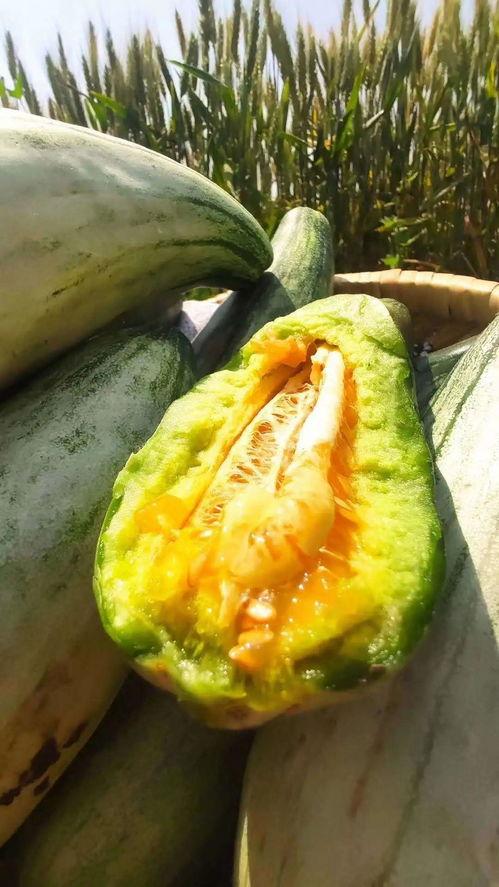 只想静静吃瓜,只想静静吃瓜的悠闲时光