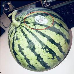 曲靖网红吃瓜,揭秘背后真相与网络舆论风暴