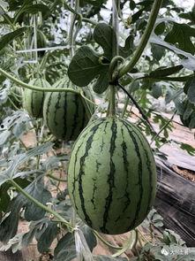 曲靖网红吃瓜,揭秘背后真相与网络舆论风暴