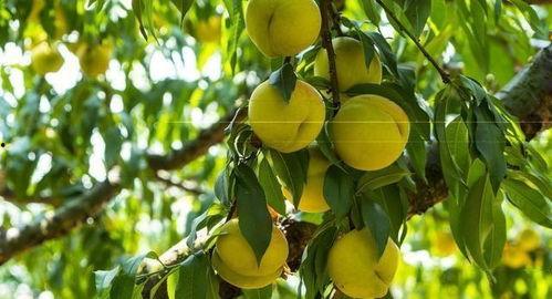 吃瓜黄桃,探寻吃瓜黄桃的独特魅力