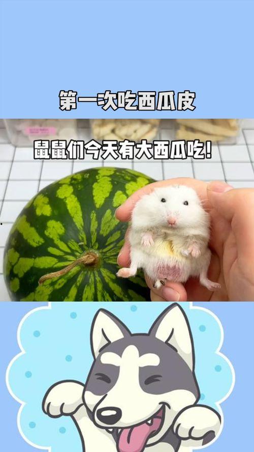 老鼠简笔画吃瓜,夏日清凉一“画”