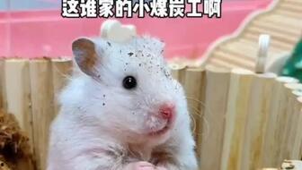 老鼠简笔画吃瓜,夏日清凉一“画”