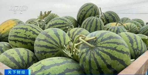 半吃西拉瓜,探寻美食与文化的交融之旅