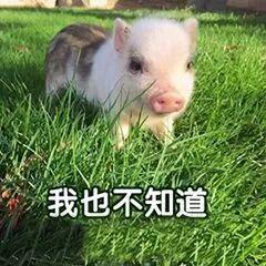 吃瓜少女猪大雅,吃瓜少女的美食之旅