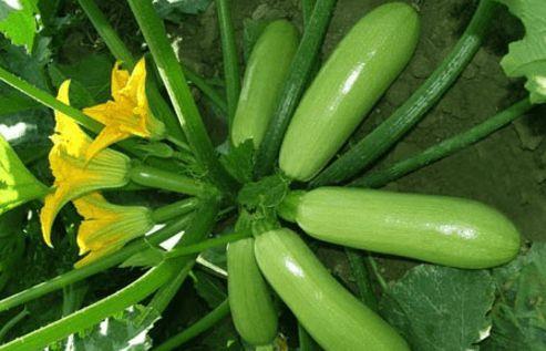 吃瓜就吃生瓜,揭秘吃瓜群众的生瓜情结