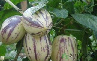 吃茄瓜不好吗,为何不宜过量食用