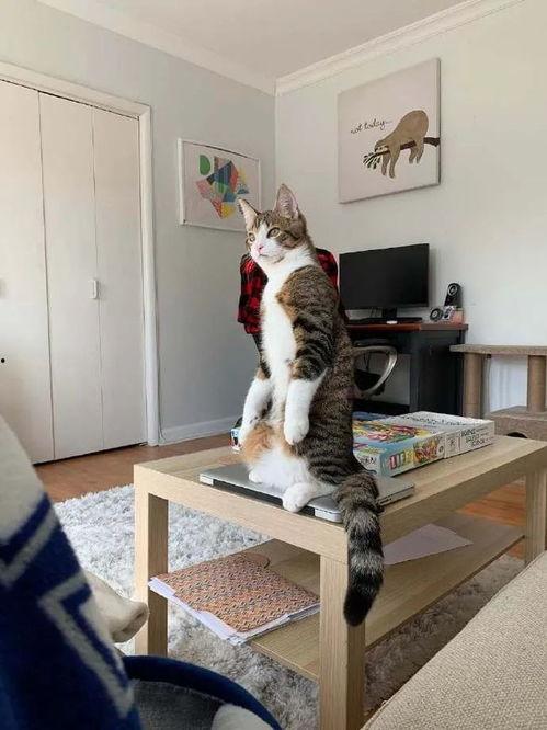 吃瓜第一喵,揭秘娱乐圈那些不为人知的幕后故事