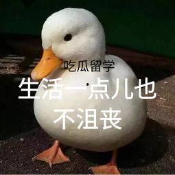 gina吃瓜,揭秘娱乐圈幕后故事