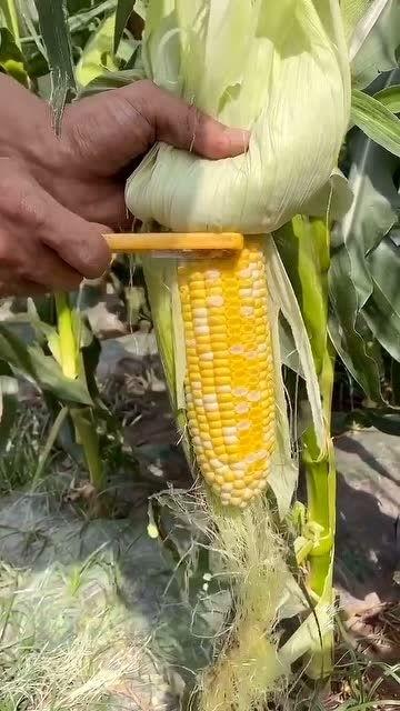 吃瓜的苞米姐姐,揭秘娱乐圈那些事儿