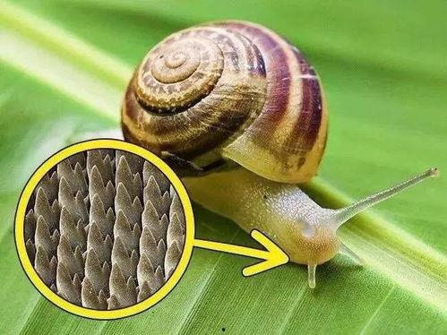 带你吃瓜僵尸蜗牛,吃瓜僵尸蜗牛的神秘世界