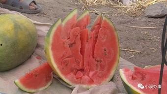 卖瓜人不急吃瓜人急,揭秘瓜市背后的心理博弈