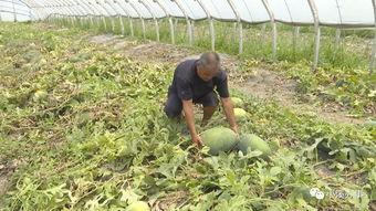 卖瓜人不急吃瓜人急,揭秘瓜市背后的心理博弈