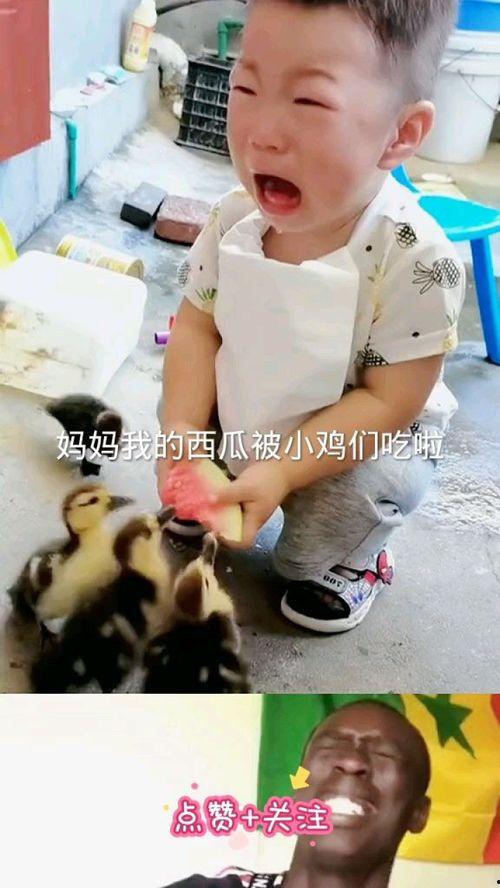 小鸡吃瓜图,趣味盎然的田园生活瞬间