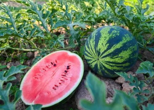 燕儿吃瓜,揭秘娱乐圈那些不为人知的幕后故事