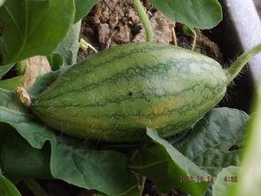 在自家阳台吃瓜,家的味道，夏日的悠闲时光