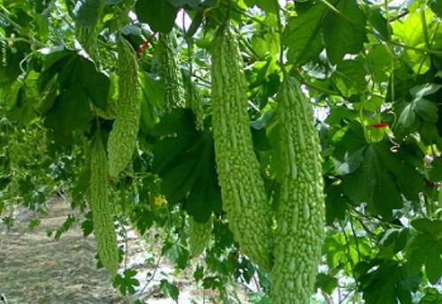 米粒在线吃瓜,揭秘网络热点的幕后故事