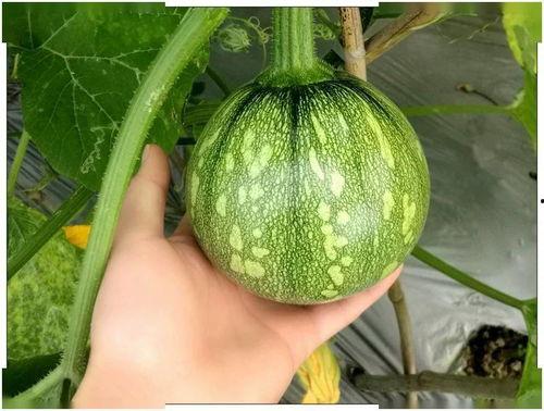 瓦达吃小瓜,一场别开生面的美食之旅