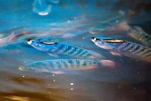 鱼菜鱼吃瓜,一场奇妙的海洋与陆地美食之旅