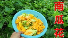 梦见摘甜面瓜吃