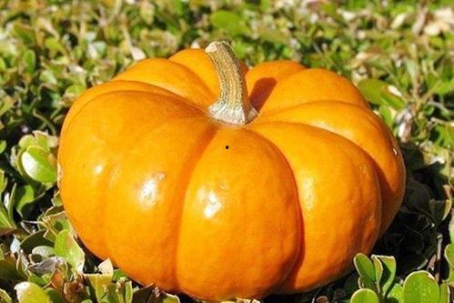 秋天吃瓜的季节,秋季吃瓜指南