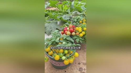 吃瓜的园子,网络热点的幕后故事与趣味解读