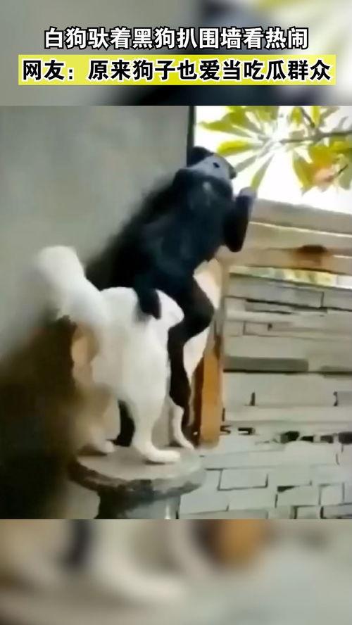 国外吃瓜人和狗