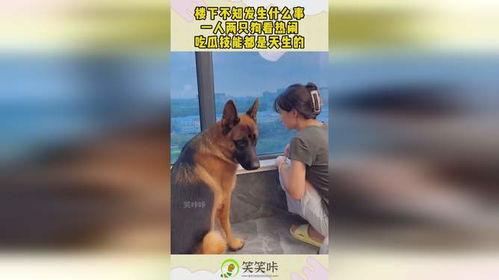 国外吃瓜人和狗