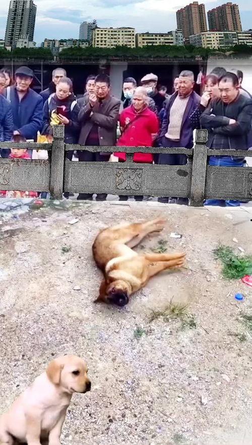 国外吃瓜人和狗