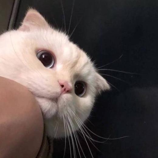 猫咪买瓜吃瓜图片卡通版,买瓜吃瓜的快乐时光