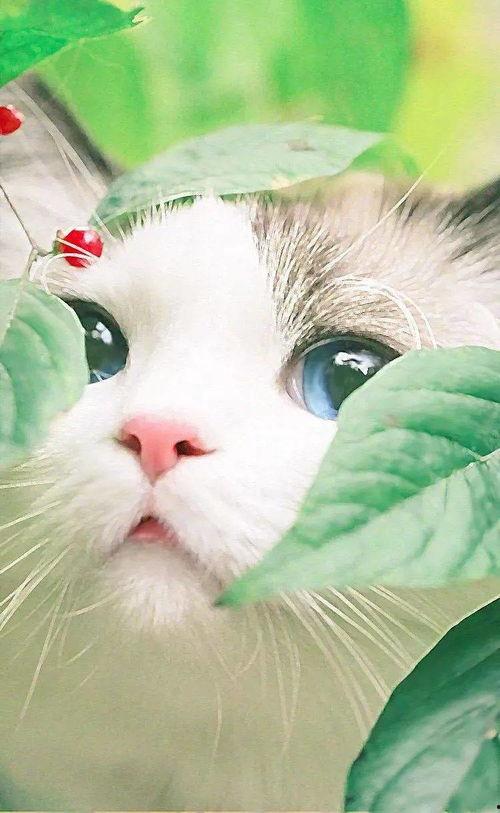 猫咪买瓜吃瓜图片卡通版,买瓜吃瓜的快乐时光