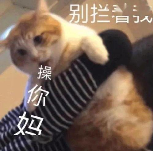 单身狗吃瓜背面的头像,揭秘娱乐圈背后的秘密