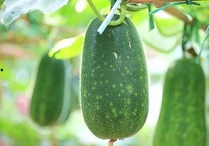 月子吃五腾瓜,营养滋补，助力产后恢复